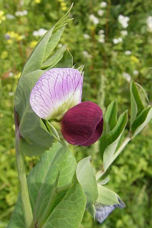 Lathyrus oleraceus subsp. biflorus \ Wilde Erbse, Feld-Erbse / Field Pea, D Wagh&auml;usel 24.6.2012