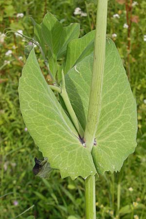 Lathyrus oleraceus subsp. biflorus \ Wilde Erbse, Feld-Erbse / Field Pea, D Wagh&auml;usel 24.6.2012