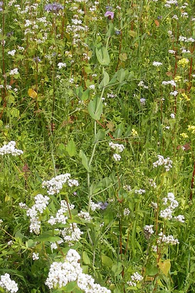 Lathyrus oleraceus subsp. biflorus \ Wilde Erbse, Feld-Erbse / Field Pea, D Wagh&auml;usel 24.6.2012