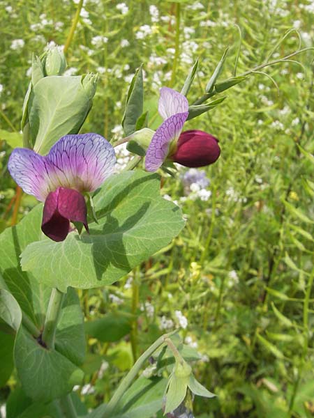 Lathyrus oleraceus subsp. biflorus \ Wilde Erbse, Feld-Erbse / Field Pea, D Wagh&auml;usel 24.6.2012