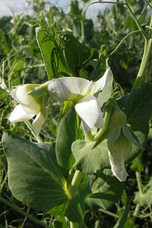 Lathyrus oleraceus var. oleraceus \ Garten-Erbse / Pea, D Eppingen 13.6.2013