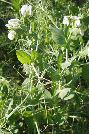 Lathyrus oleraceus var. oleraceus \ Garten-Erbse / Pea, D Eppingen 13.6.2013