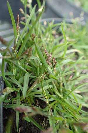 Poa infirma \ Fr�hlings-Rispengras / Early Meadow Grass, Weak Blue Grass, D Mannheim 25.9.2017