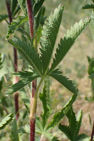 Potentilla inclinata \ Graues Fingerkraut / Grey Cinquefoil, D Viernheim 5.6.2023