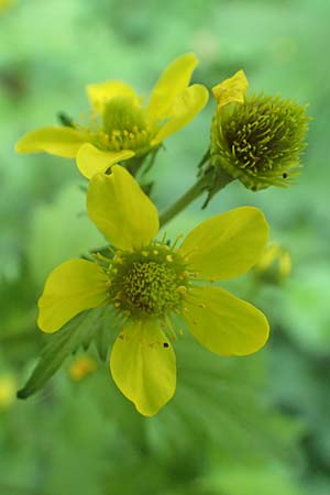 Geum japonicum \ Japanische Nelkenwurz / Japanese Avens, D Weinheim an der Bergstra&szlig;e 7.5.2020