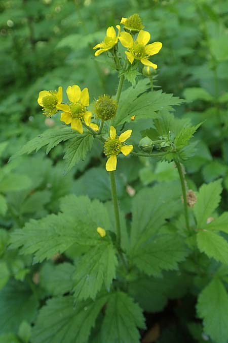 Geum japonicum \ Japanische Nelkenwurz / Japanese Avens, D Weinheim an der Bergstra&szlig;e 7.5.2020