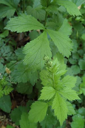 Geum japonicum \ Japanische Nelkenwurz / Japanese Avens, D Weinheim an der Bergstra&szlig;e 7.5.2020