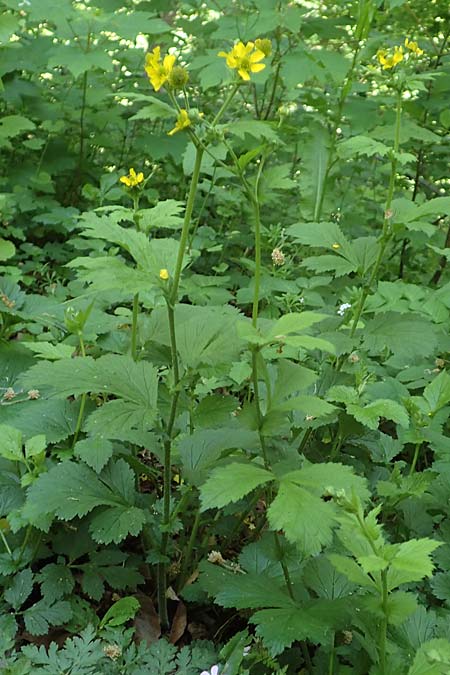 Geum japonicum \ Japanische Nelkenwurz / Japanese Avens, D Weinheim an der Bergstra&szlig;e 7.5.2020