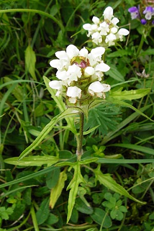 Prunella laciniata, Cut-Leaved Selfheal