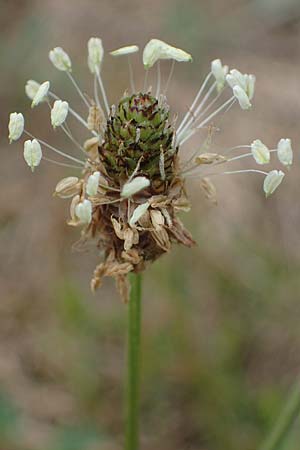 Plantago lanceolata \ Spitz-Wegerich / Ribwort Plantain, D Hockenheim 8.6.2021