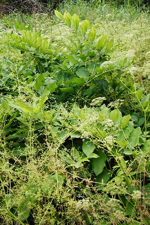 Polygonatum multiflorum \ Vielbl�tiges Salomonssiegel, Vielbl�tige Wei�wurz / Solomon's Seal, D Wald-Erlenbach 26.6.2015