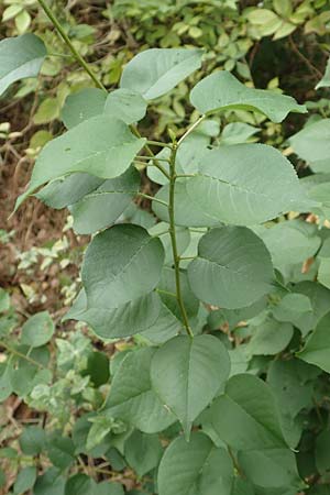 Prunus mahaleb \ Felsenkirsche, Stein-Weichsel / Saint Lucie Cherry, D B&uuml;rstadt 30.9.2016
