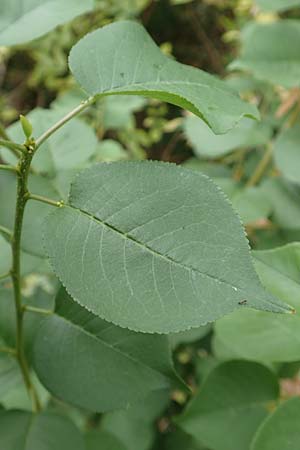 Prunus mahaleb \ Felsenkirsche, Stein-Weichsel / Saint Lucie Cherry, D B&uuml;rstadt 30.9.2016