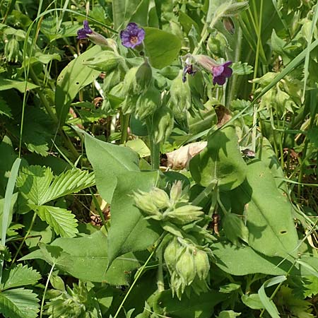 Pulmonaria mollis \ Weiches Lungenkraut / Soft Lungwort, D Gochsheim 17.5.2018