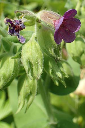 Pulmonaria mollis \ Weiches Lungenkraut / Soft Lungwort, D Gochsheim 17.5.2018