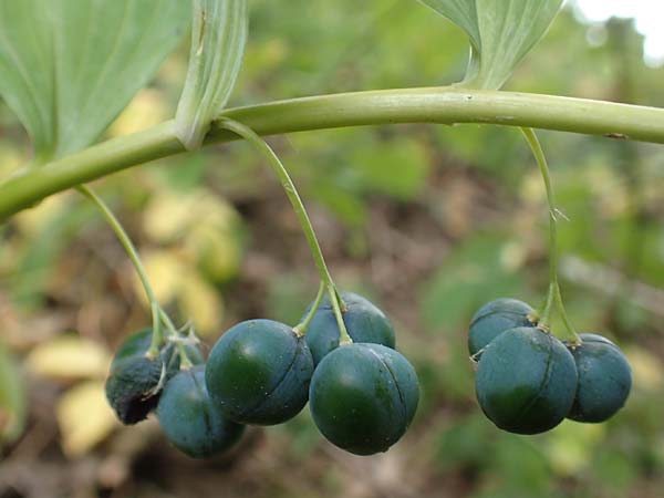 Polygonatum multiflorum \ Vielbl�tiges Salomonssiegel, Vielbl�tige Wei�wurz / Solomon's Seal, D Schwarzwald/Black-Forest, Gengenbach 3.7.2018