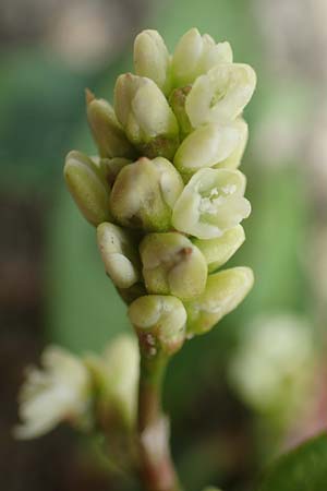 Persicaria maculosa \ Floh-Kn�terich / Redshank, D Mannheim 11.10.2018