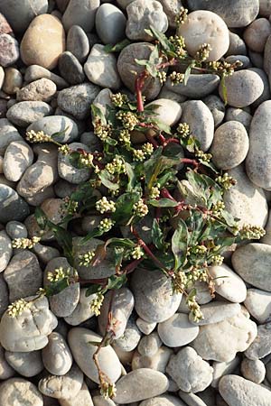 Persicaria maculosa \ Floh-Kn�terich / Redshank, D Pfalz, Speyer 19.10.2018