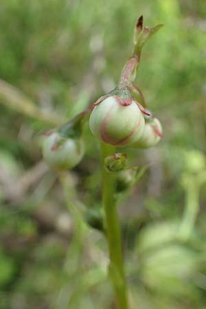 Pyrola media \ Mittleres Wintergr�n / Intermediate Wintergreen, D Rosenthal 15.6.2019