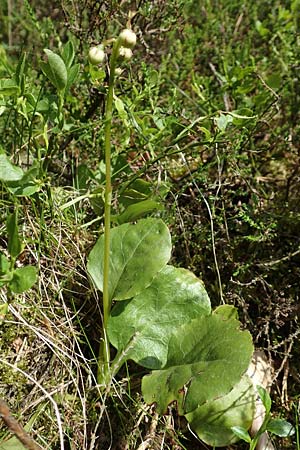 Pyrola media \ Mittleres Wintergr�n / Intermediate Wintergreen, D Rosenthal 15.6.2019