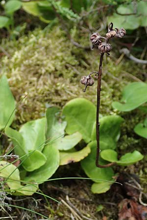 Pyrola media \ Mittleres Wintergr�n / Intermediate Wintergreen, D Rosenthal 15.6.2019