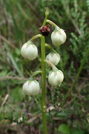 Pyrola media \ Mittleres Wintergr�n / Intermediate Wintergreen, D Rosenthal 15.6.2019