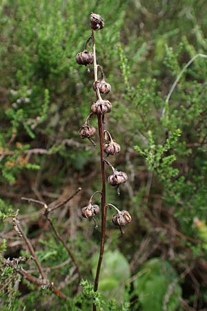 Pyrola media \ Mittleres Wintergr�n / Intermediate Wintergreen, D Rosenthal 15.6.2019