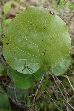 Pyrola media \ Mittleres Wintergr�n / Intermediate Wintergreen, D Rosenthal 15.6.2019