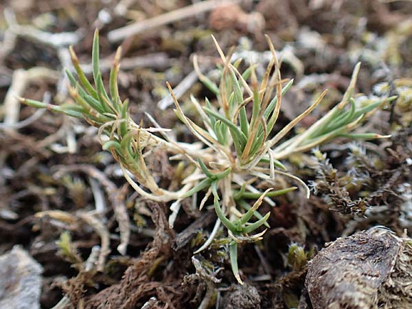 Polycnemum majus \ Gro�er Knorpelsalat / Giant Needle-Leaf, D Nidda 30.7.2019
