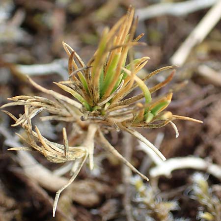 Polycnemum majus \ Gro�er Knorpelsalat / Giant Needle-Leaf, D Nidda 30.7.2019