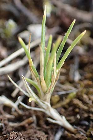 Polycnemum majus \ Gro�er Knorpelsalat / Giant Needle-Leaf, D Nidda 30.7.2019