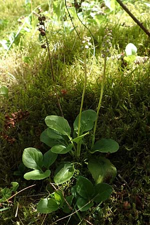 Pyrola minor \ Kleines Wintergr�n / Common Wintergreen, D Attendorn-Albringhausen 12.6.2020