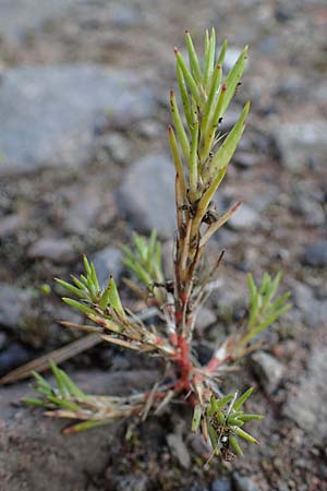 Polycnemum majus \ Gro�er Knorpelsalat / Giant Needle-Leaf, D Kaiserslautern 15.8.2021