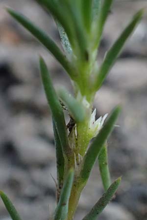 Polycnemum majus \ Gro�er Knorpelsalat / Giant Needle-Leaf, D Kaiserslautern 15.8.2021
