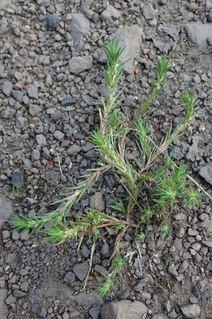 Polycnemum majus \ Gro�er Knorpelsalat / Giant Needle-Leaf, D Kaiserslautern 15.8.2021
