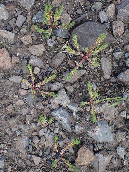 Polycnemum majus \ Gro�er Knorpelsalat / Giant Needle-Leaf, D Kaiserslautern 15.8.2021