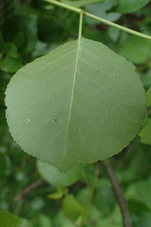 Prunus mahaleb \ Felsenkirsche, Stein-Weichsel / Saint Lucie Cherry, D Th&uuml;ringen, Bad Frankenhausen 8.6.2022