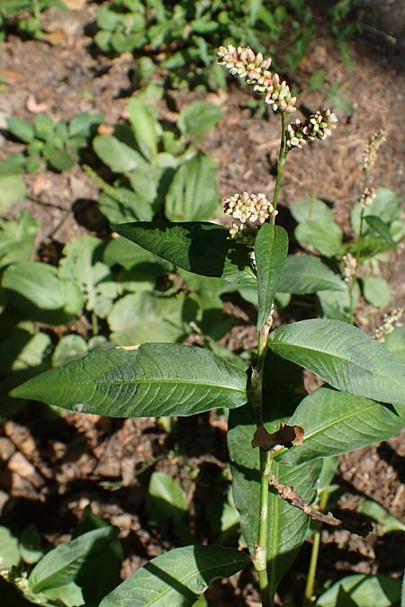 Persicaria maculosa \ Floh-Kn�terich / Redshank, D Bad D&uuml;rkheim 30.8.2022
