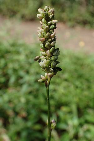 Persicaria maculosa \ Floh-Kn�terich / Redshank, D Bad D&uuml;rkheim 30.8.2022