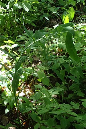 Polygonatum multiflorum \ Vielbl�tiges Salomonssiegel, Vielbl�tige Wei�wurz / Solomon's Seal, D Zwingenberg an der Bergstra&szlig;e 4.5.2025
