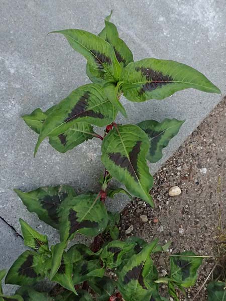 Persicaria maculosa \ Floh-Kn�terich / Redshank, D Duisburg 20.6.2025