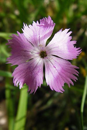 Dianthus gratianopolitanus \ Pfingst-Nelke, D Blaubeuren 2.6.2015