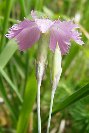 Dianthus gratianopolitanus \ Pfingst-Nelke, D Blaubeuren 2.6.2015