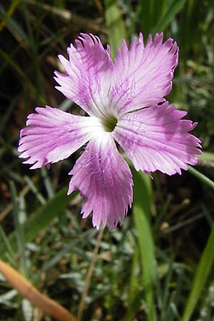 Dianthus gratianopolitanus \ Pfingst-Nelke, D Blaubeuren 2.6.2015
