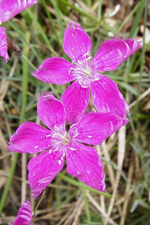 Dianthus gratianopolitanus \ Pfingst-Nelke, D Blaubeuren 2.6.2015