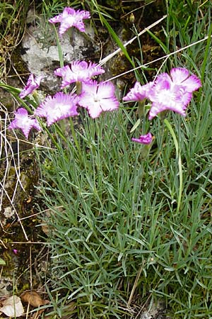 Dianthus gratianopolitanus \ Pfingst-Nelke, D Blaubeuren 2.6.2015