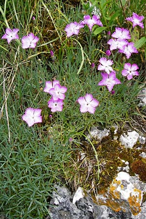 Dianthus gratianopolitanus \ Pfingst-Nelke, D Blaubeuren 2.6.2015