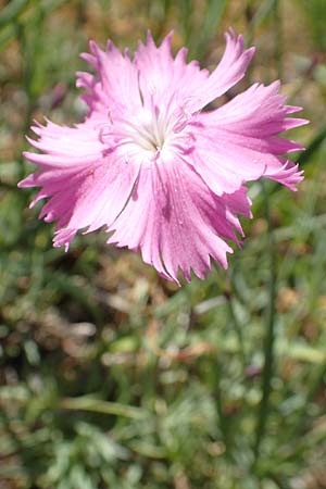 Dianthus gratianopolitanus \ Pfingst-Nelke, D Fridingen 3.6.2015