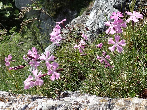 Dianthus gratianopolitanus \ Pfingst-Nelke, D Fridingen 3.6.2015