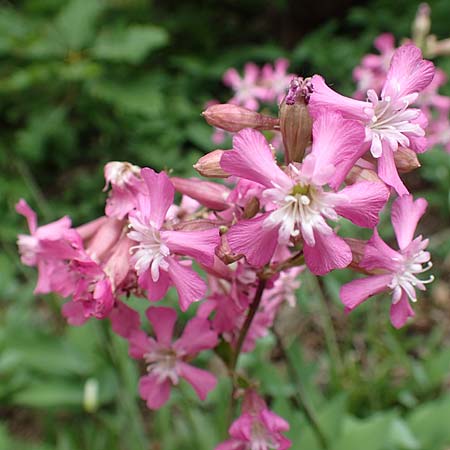 Silene viscaria \ Gew�hnliche Pechnelke / Sticky Catchfly, D Schriesheim 14.5.2016
